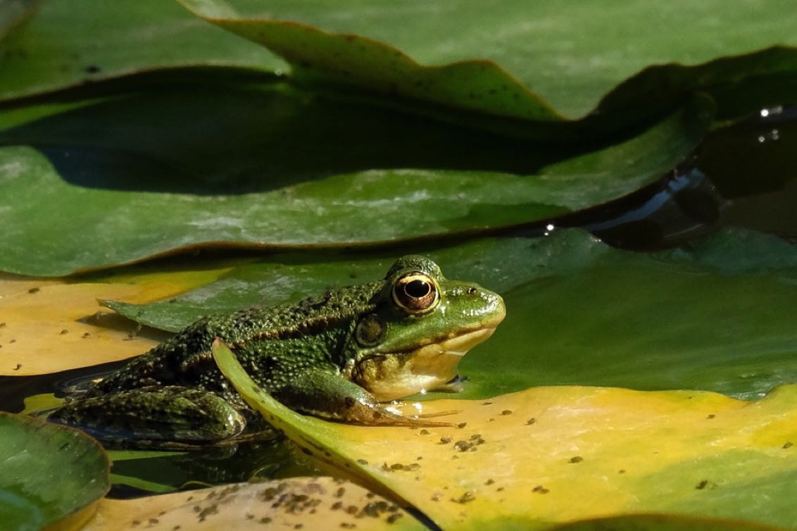 Frog on Waterlily-1